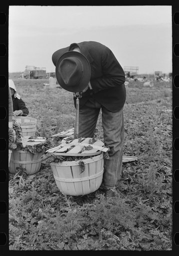 Although weight of spinach can usually be determined by heft, scales are also sometimes used to check on weight, La Pryor, Texas