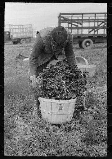 Inspecting spinach for quality, La Pryor, Texas