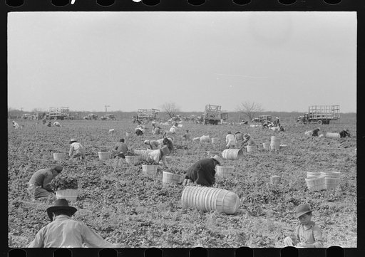 Cutting and packing spinach, La Pryor, Texas