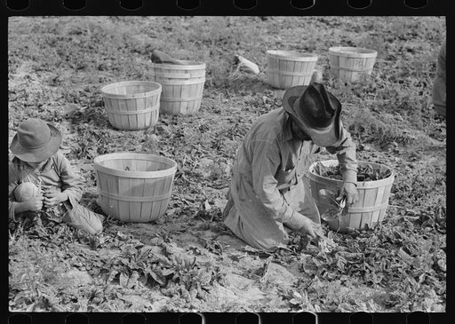 Mexican father and son cutting and packing spinach, La Pryor, Texas