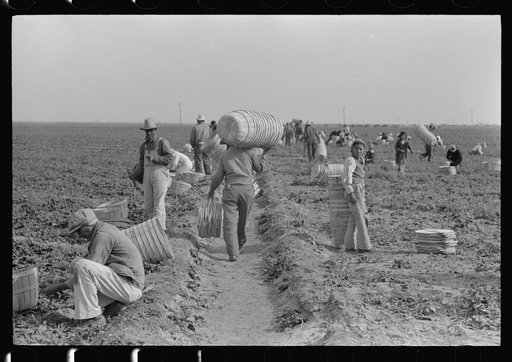 Scene in spinach field, La Pryor, Texas