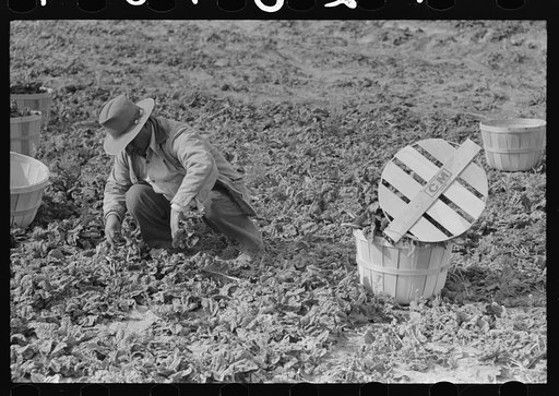 Cutting spinach in field, La Pryor, Texas