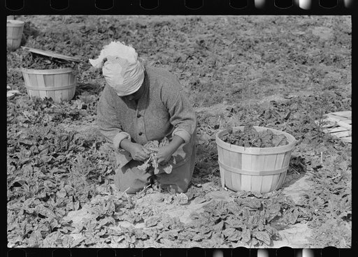 Mexican woman cutting spinach, La Pryor, Texas