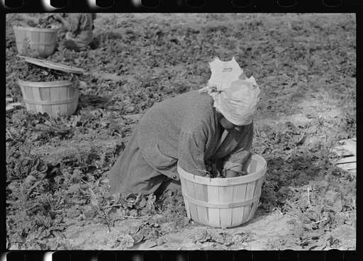 Mexican woman cutting spinach, La Pryor, Texas