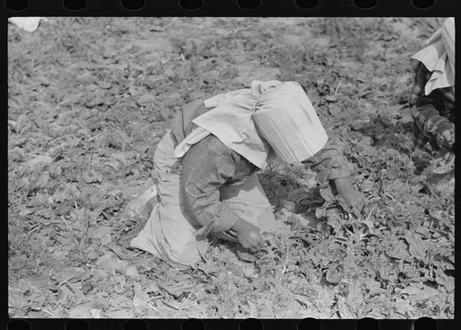 Young Mexican girl cutting spinach, La Pryor, Texas