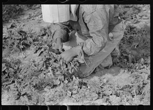 Closeup of Mexican girl cutting spinach, La Pryor, Texas