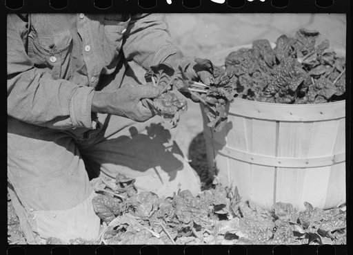Mexican spinach cutter inspecting spinach for dead leaves, La Pryor, Texas