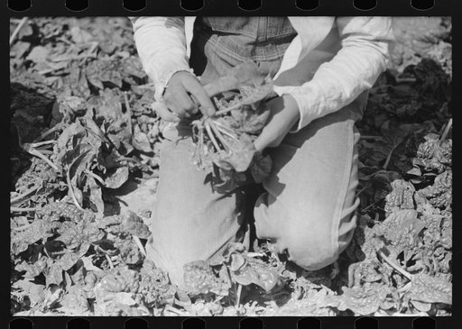 Untitled photo, possibly related to: Closeup of Mexican girl cutting spinach, La Pryor, Texas