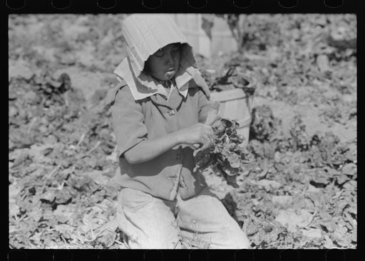 Untitled photo, possibly related to: Mexican spinach cutter inspecting spinach for dead leaves, La Pryor, Texas