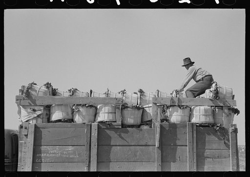 Loader atop truckload of spinach, La Pryor, Texas