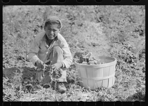 Untitled photo, possibly related to: Mexican spinach cutter inspecting spinach for dead leaves, La Pryor, Texas