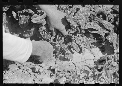 Cutting spinach, La Pryor, Texas