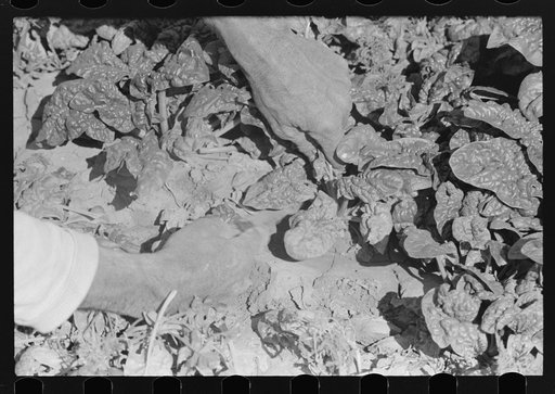 Cutting spinach, La Pryor, Texas