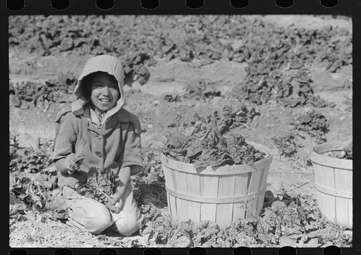 Untitled photo, possibly related to: Closeup of Mexican girl cutting spinach, La Pryor, Texas