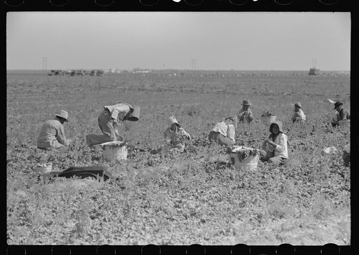 Cutting spinach, La Pryor, Texas