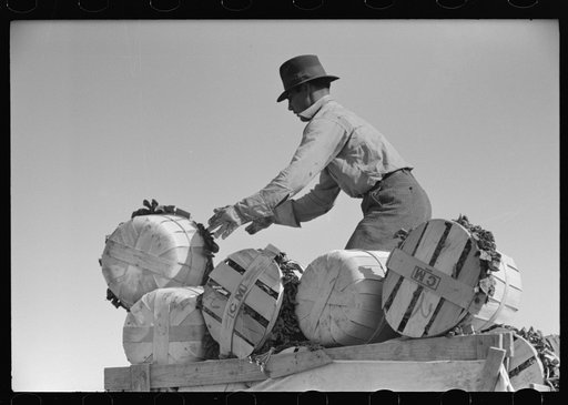 Catching a basket of spinach thrown from ground to truck, La Pryor, Texas
