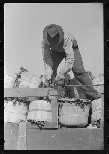 Tying a rope around spinach baskets to keep them from falling off truck, La Pryor, Texas