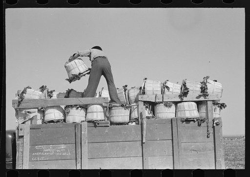 Packing and loading spinach, La Pryor, Texas