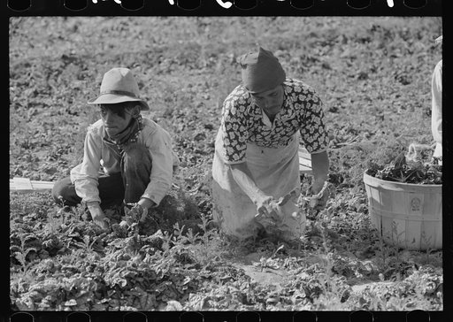 Mexican mother and son cutting spinach, La Pryor, Texas
