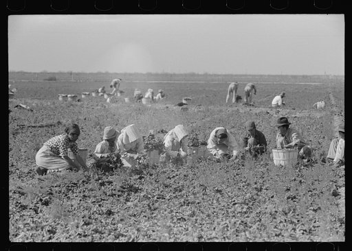 Mexican family cutting and packing spinach, La Pryor, Texas
