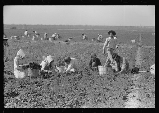 Untitled photo, possibly related to: Mexican family cutting and packing spinach, La Pryor, Texas