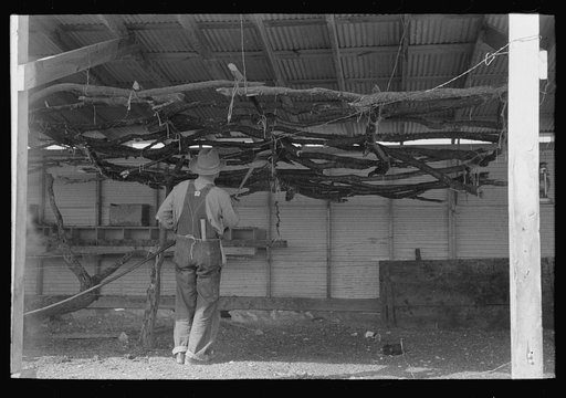Chicken roost made with limbs of trees, El Indio, Texas