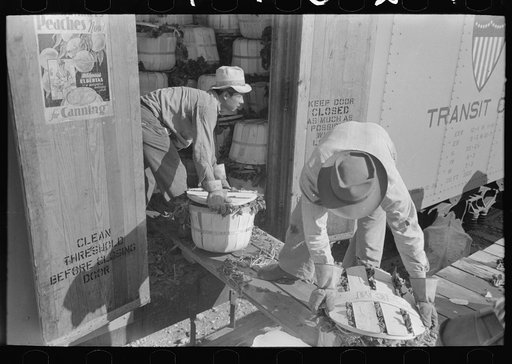 Loading spinach into refrigerator car, La Pryor, Texas