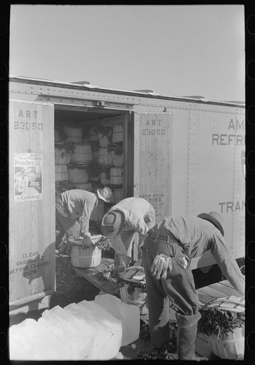 Loading spinach into refrigerator car, La Pryor, Texas