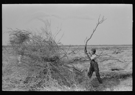 Piling mesquite in process of clearing land, El Indio, Texas