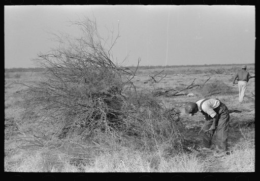 Untitled photo, possibly related to: Burning mesquite in process of clearing land, El Indio, Texas