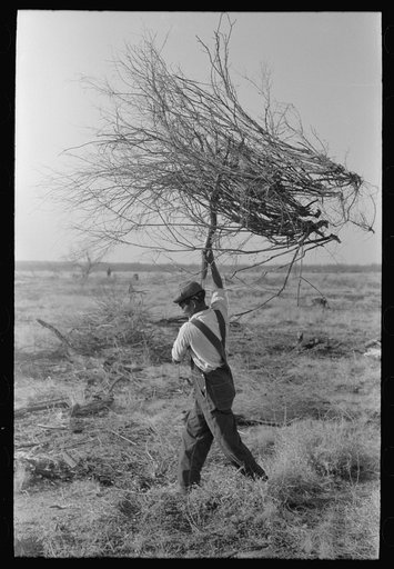 Carrying mesquite to be burned in process of clearing land, El Indio, Texas