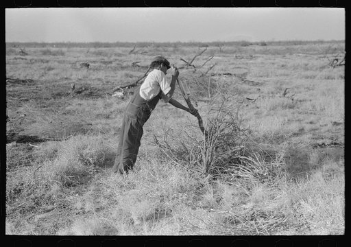Untitled photo, possibly related to: Carrying mesquite to be burned in process of clearing land, El Indio, Texas
