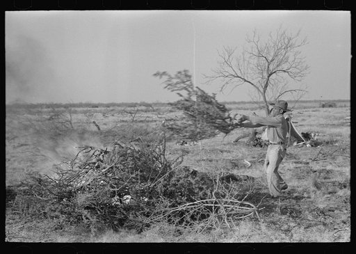 Throwing brush onto fire in process of clearing land, El Indio, Texas