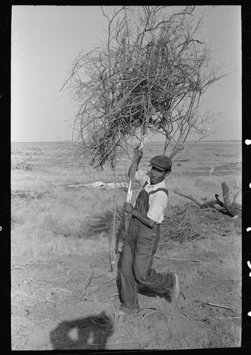 Carrying brush to fire for burning in land clearing, El Indio, Texas