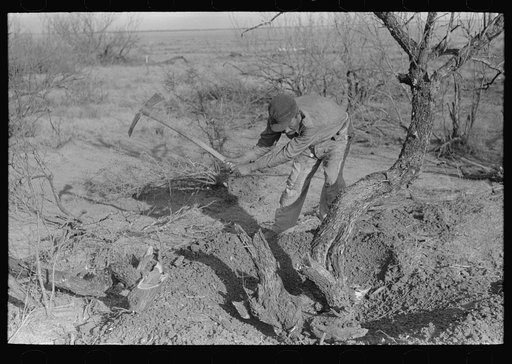 Mexican grubbing out mesquite tree, El Indio, Texas
