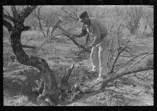 Mexican grubbing out mesquite tree, El Indio, Texas