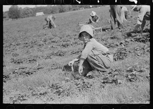 Child of white migrant strawberry picker, Hammond, Louisiana