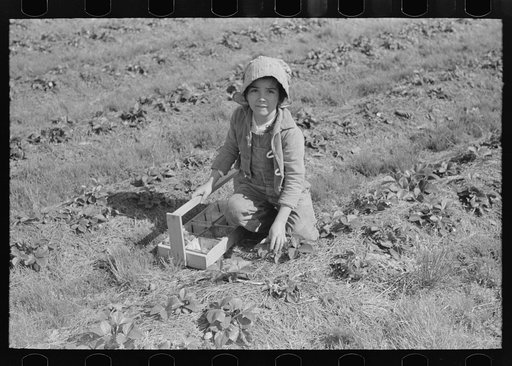 Child of white migrant strawberry picker, Hammond, Louisiana