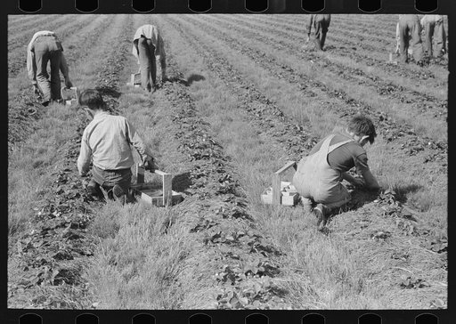 White migrant children picking strawberries in field near Hammond, Louisiana