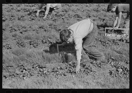 White child migrant picking strawberries nar Ponchatoula, Louisiana