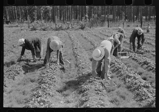 White migrants picking strawberries near Ponchatoula, Louisiana