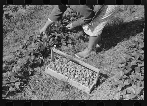 Picking strawberries near Hammond, Louisiana