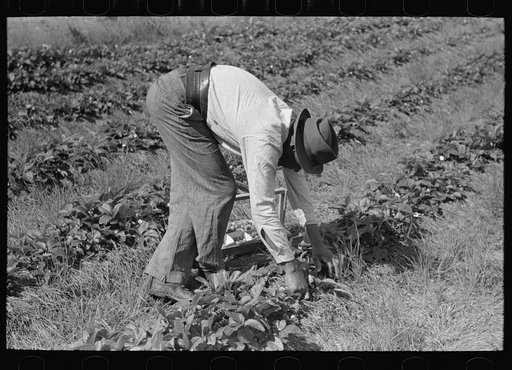Colored intrastate migrant worker picking strawberries near Hammond, Louisiana