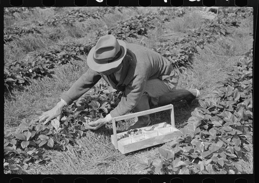 Italian grower picking strawberries in field near Hammond, Louisiana