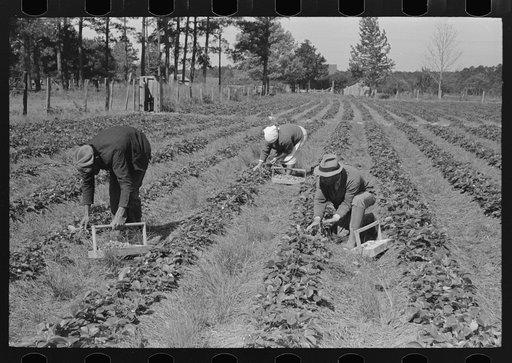 Negro intrastate migrant worker, Italian grower and his wife picking berries in field near Hammond, Louisiana