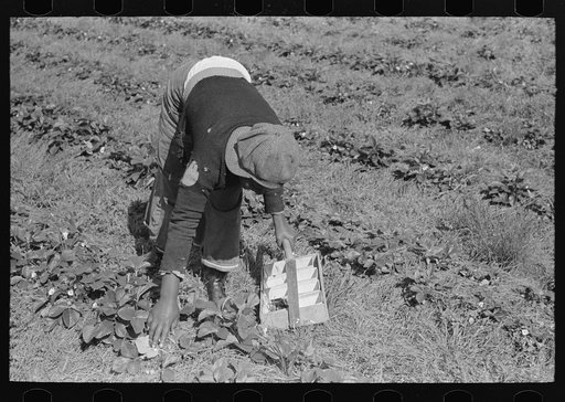 Untitled photo, possibly related to: Negro intrastate migrant worker, Italian grower and his wife picking berries in field near Hammond, Louisiana