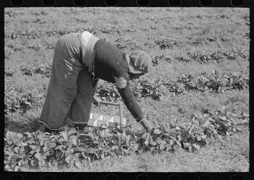 Negro intrastate migrant boy picking strawberries near Hammond, Louisiana