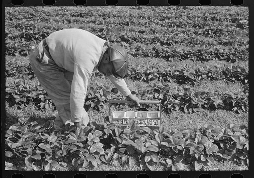 Negro intrastate migrant boy picking strawberries near Hammond, Louisiana