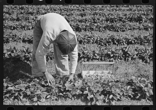 Untitled photo, possibly related to: Negro intrastate migrant boy picking strawberries near Hammond, Louisiana
