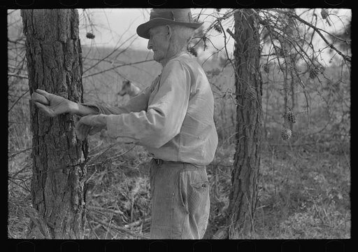 Untitled photo, possibly related to: East Texas farm owner rolling up old barbed wire near Harleton, Texas